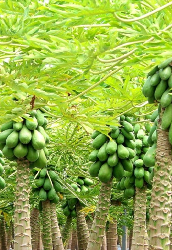 Agriculture